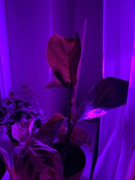 Фитолампа GreenHouse GR-8 з світильником-прищіпка фото від покупців 16