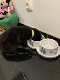 Двойная миска для котов Moderna Double Trendy Dinner Cats in Love 2х350мл (H136027CL) фото от покупателей 1