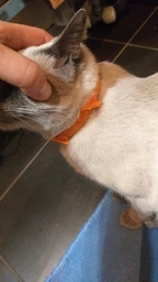 Ошейник от блох и клещей противопаразитарный AnimAll VetLine для кошек и собак 35 см 69635 Оранжевый (4820150202880)