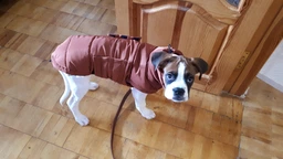 Пуховик Noble Pet Bobby Navy M (B4118/M)