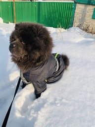 Комбінезон для собак Pet Fashion «RAIN» 6-XL (червоний) фото від покупців 16