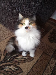Вологий корм для котів Friskies Яловичина в підливі 100г