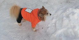 Зимний комбинезон для собак Dog S Оранжевый фото от покупателей 16