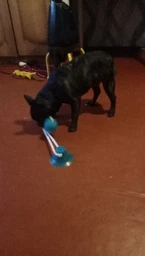 Іграшка для собак Woof канат на присосці з м'ячиком фото від покупців 5