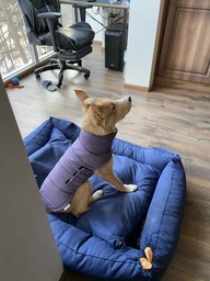 Пуховик Noble Pet Bobby Navy M (B4118/M)
