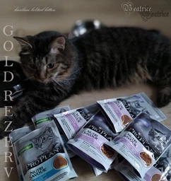 Упаковка вологого корму для кошенят Purina Pro Plan Kitten Healthy Start шматочки в соусі з індичкою 26 шт по 85 г (7613287107503) фото від покупців 18