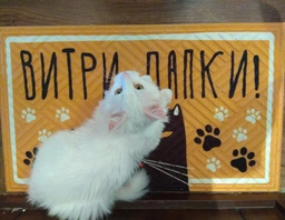 Придверний килимок для дому із принтом «Витри лапки з котиком» на гумовій основі 75х45х0,4 см (KOV_20S014) фото від покупців 8