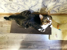 Кігтеточка дряпка з гофрокартону лежанка для котів з картонним фасадом Cat Joy Modern Whitish 54x13x25 см фото від покупців 1