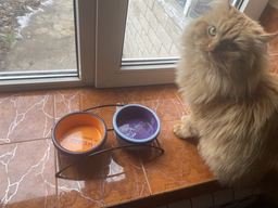 Подставка с мисками из керамики для кошек Trixie Eat on Feet 300 мл (4047974247914) фото от покупателей 12