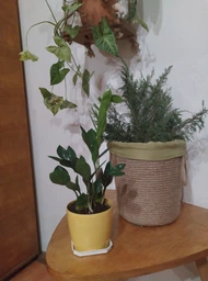 Заміокулькас (Zamioculcas, Доларове дерево), висота 30 - 40см, 12" горщик (RG145) фото від покупців 18