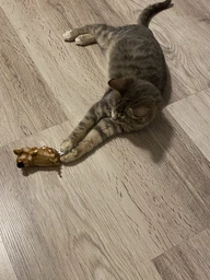 Іграшка для кота Trixie Мишка з пищалкою 8 см, плюш фото від покупців 6