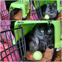 Переноска MP Bergamo Gipsy 1 small пластиковая дверца 46x31x32h см Light Green (8058093276484)