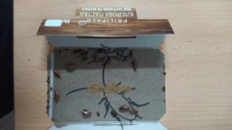 Клейова пастка для тарганів та комах Prilipalo фото від покупців 17