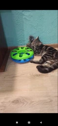 Іграшка для котів Trixie Трек ігровий з мишкою «Crazy Circle» d:24 см, h:29 см фото від покупців 1