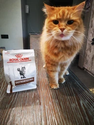 Сухой корм Royal Canin Gastrointestinal Moderate Calorie Cat диетический для кошек при расстройствах пищеварения 2кг фото от покупателей 4