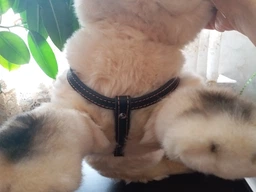 Шлея Collar одинарная для мелких собак (ширина 14 мм, А:40-48 см, В:43-51 см) Коричневая (06346Collar) фото от покупателей 4