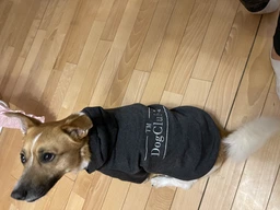 Худи для собак DogClub Brand L Black фото от покупателей 12