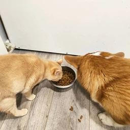 Кормова добавка Purina Pro plan Veterinary Diets FortiFlora з пробіотиком для собак для підтримки балансу мікрофлори та здоров`я кишечника 1 г, 30 шт фото від покупців 12