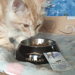Кормовая добавка Pro Plan Veterinary Diets Fortiflora с пробиотиком для кошек 7 шт