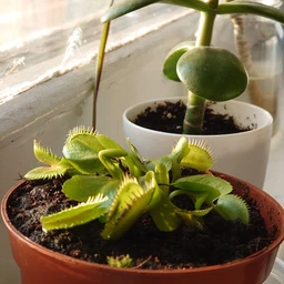 Росток венериной мухоловки. Дионея Floret фото от покупателей 15