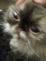 Корм сухий Club 4 Paws для котів з куркою 300 г (4820083909795)