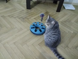 Іграшка для котів Trixie Трек ігровий з мишкою «Crazy Circle» d:24 см, h:29 см фото від покупців 2