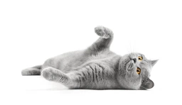 Сухой корм для кошек 1st Choice Adult Finicky для привередливых и активных 350г фото от покупателей 1