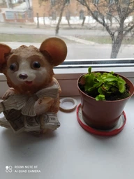 Росток венериной мухоловки. Дионея Floret фото от покупателей 12