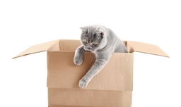 Сухой корм для кошек 1st Choice Adult Finicky для привередливых и активных 350г
