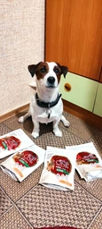 Сухий корм для собак малих порід Purina One Mini 1,5 кг (яловичина та рис) фото от покупателей 17