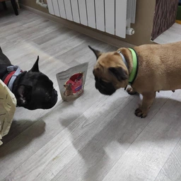 Сухий корм для собак малих порід Purina One Mini 1,5 кг (яловичина та рис) фото от покупателей 7