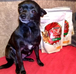 Сухий корм Purina One Mini/Small Active для дорослих собак дрібних порід з підвищеною активністю з куркою та рисом 1.5 кг (8445290348265) фото от покупателей 15