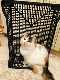 Вологий корм PURINA ONE Sterilcat для стерилізованих кішок з індичкою та зеленою квасолею 48шт*85г фото від покупців 12
