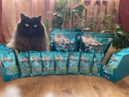Вологий корм Purina One Indoor Formula для котів, тунець і зелена квасоля в соусі 85г.(7613038255903) фото від покупців 11