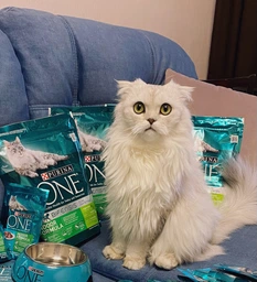 Вологий корм Purina One Indoor Formula для котів, тунець і зелена квасоля в соусі 85г.(7613038255903) фото від покупців 5