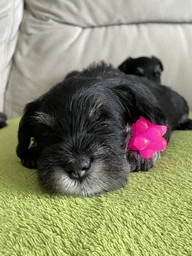 Набір іграшок Trixie М'яч "Їжачок гумовий" для кішок, d:3,3 см, 4 шт. фото від покупців 14