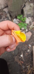 Шланг для поливу 50 метрів, діаметр 1/2" (3 шари, армований) садовий, поливальний шланг Бурштин фото від покупців 5