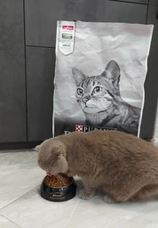 Сухой корм Purina Pro Plan Adult 1+ Delicate Digestion для кошек с чувствительным пищеварением с ягненком 3 кг фото от покупателей 15