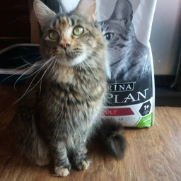 Сухой корм Purina Pro Plan Adult 1+ Delicate Digestion для кошек с чувствительным пищеварением с ягненком 3 кг фото от покупателей 11