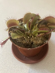 Растение хищник Венерина Мухоловка AlienPlants B52 Dionaea muscipula B52 размер L (SUN0001CP) фото от покупателей 15