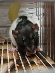Корм для щурів Beaphar Care + Rat 750 г (18401) (8711231184019) фото від покупців 11