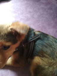 Шлея Collar одинарная для мелких собак (ширина 14 мм, А:40-48 см, В:43-51 см) Коричневая (06346Collar) фото от покупателей 1