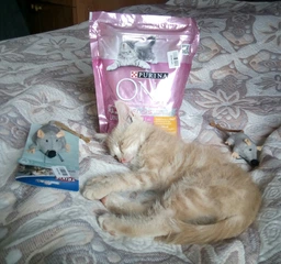 Сухий корм Purina One Junior для кошенят з куркою 450 г. (8445290071972) фото від покупців 17