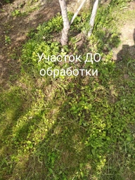 Ураган форте 100 мл гербицид фото от покупателей 7