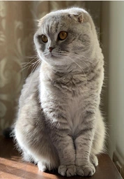 Низкозерновой корм Monge Cat Bwild Low Grain мясо зайца 1.5 кг (012003) фото от покупателей 4