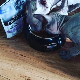 Упаковка вологого корму для кошенят Purina Pro Plan Kitten Healthy Start шматочки в соусі з індичкою 26 шт по 85 г (7613287107503) фото від покупців 15