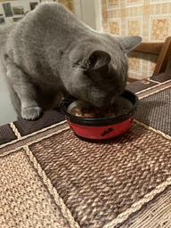 Упаковка влажного корма для кошек Sheba с курицей и говядиной в соусе 85 г 28 шт (4770608264192) фото от покупателей 7
