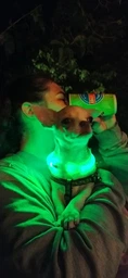 Нашийник Trixie Flash Light USB світиться з відбивною смугою XS-S 35 см 7 мм зелений (TX-12700)