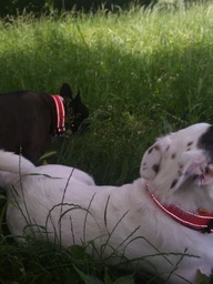 Нашийник Collar Dog Extreme 35-58 см 30 мм Блакитний (67002) фото від покупців 1