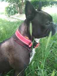 Нашийник Collar Dog Extreme 35-58 см 30 мм Блакитний (67002) фото від покупців 2
